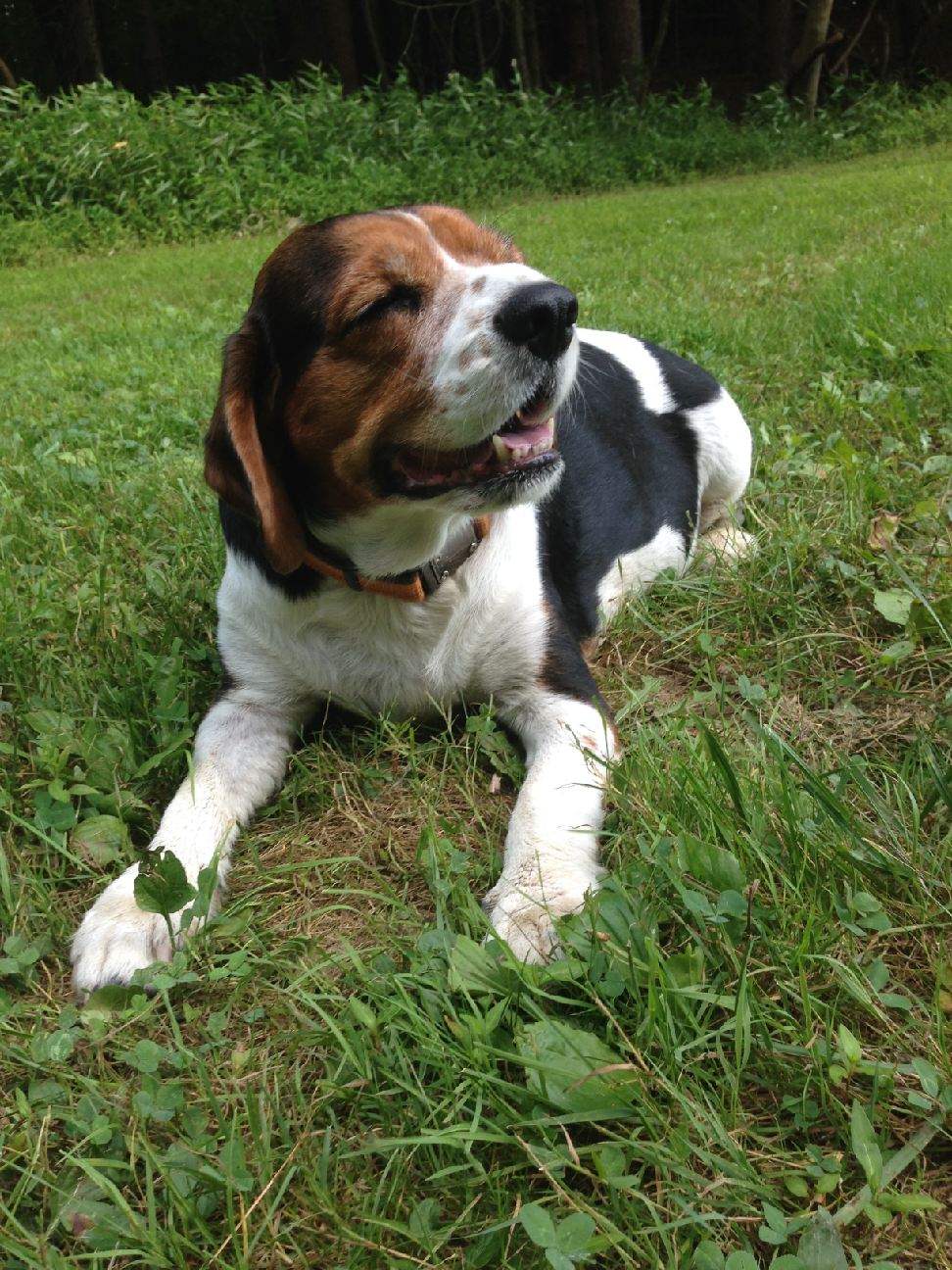 breakfast dog friendly near me