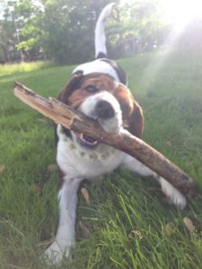 Beaglier playing with a stick in the grass
